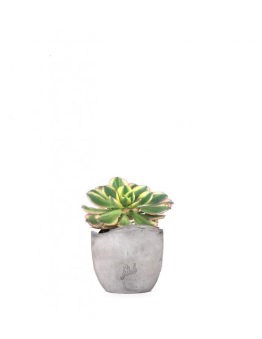 Aeonium arboreum variegata