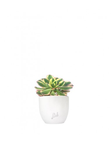 Aeonium arboreum variegata
