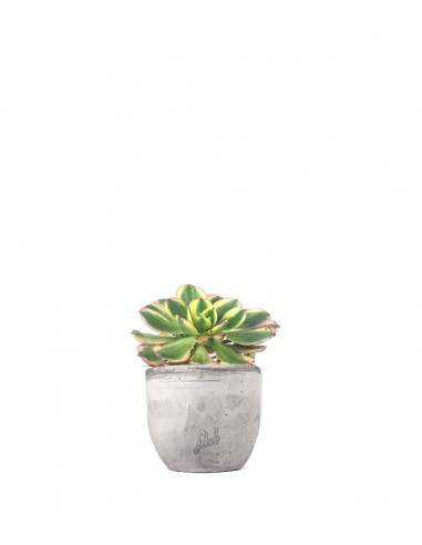 Aeonium arboreum variegata