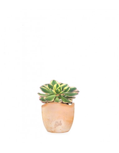 Aeonium arboreum variegata