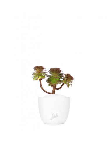 Aeonium Purpureum