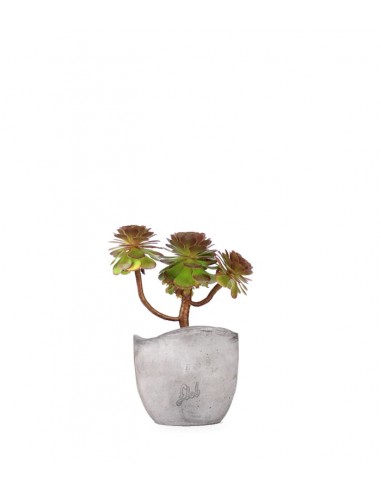 Aeonium Purpureum