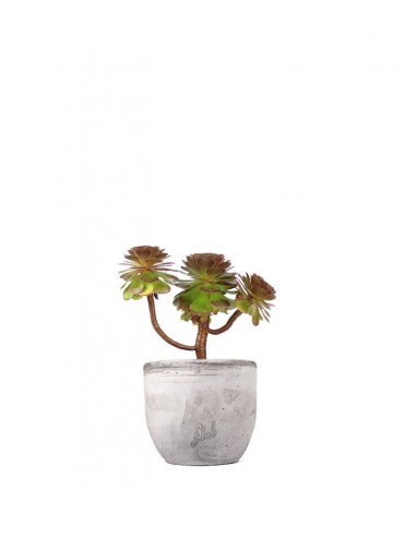 Aeonium Purpureum