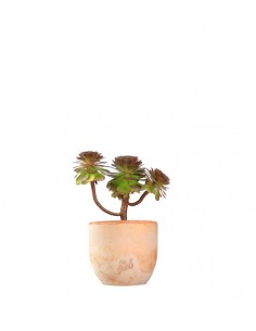 Aeonium Purpureum 2