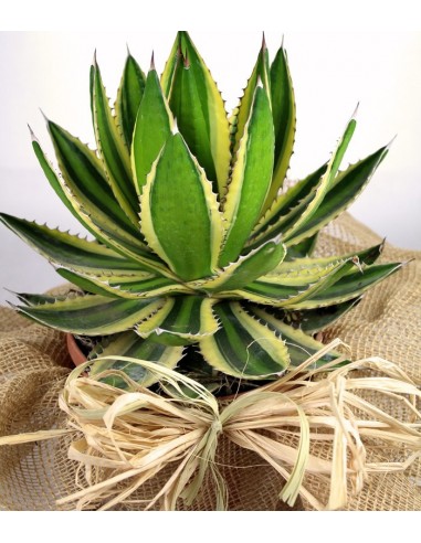 Agave