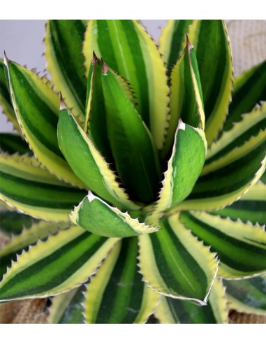 Agave
