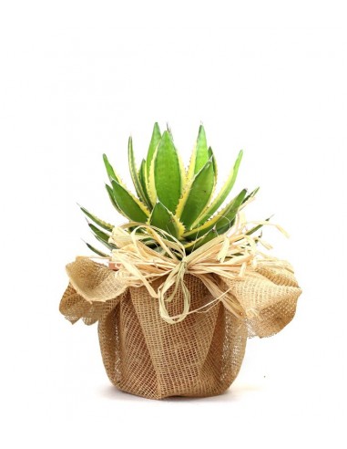 Agave