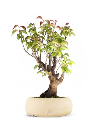 Albicocco giapponese