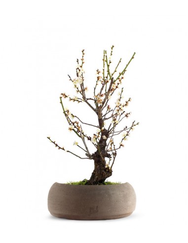 Albicocco giapponese Bianco