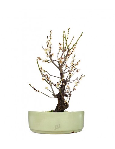 Albicocco giapponese Bianco