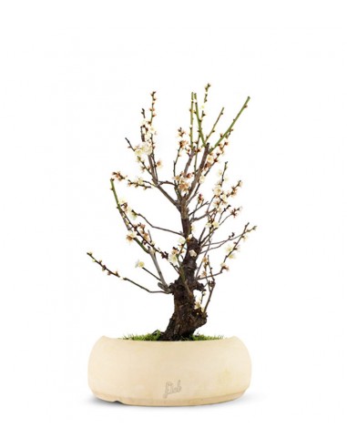 Albicocco giapponese Bianco