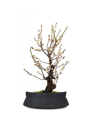 Albicocco giapponese Bianco