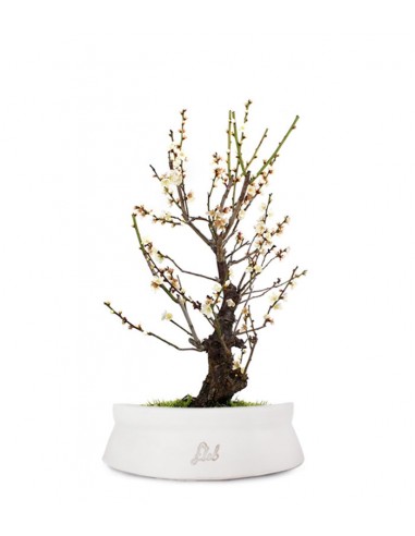 Albicocco giapponese Bianco