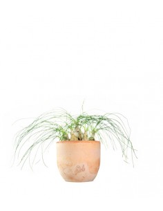 Albuca Beaucarnea Recurvata
