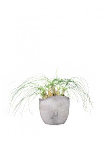 Albuca Beaucarnea Recurvata