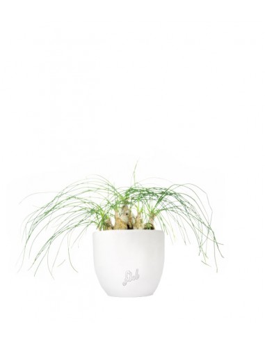 Albuca Beaucarnea Recurvata