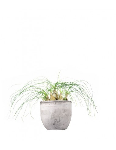 Albuca Beaucarnea Recurvata
