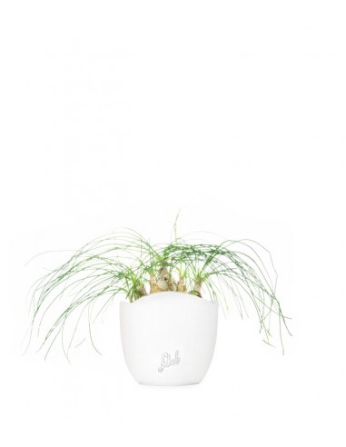 Albuca Beaucarnea Recurvata