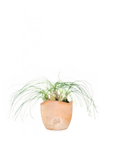 Albuca Beaucarnea Recurvata