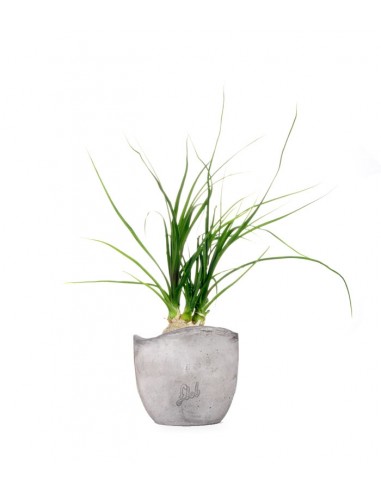 Albuca Namaquensis