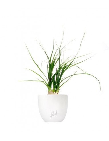 Albuca Namaquensis