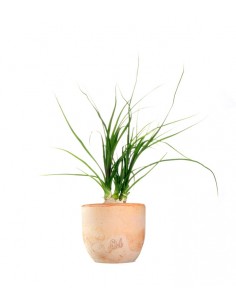 Albuca Namaquensis 2