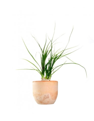 Albuca Namaquensis