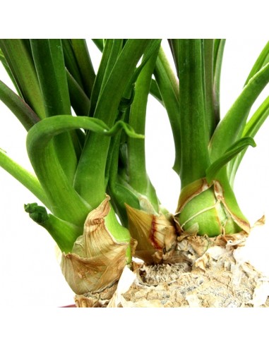 Albuca Namaquensis