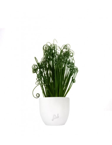 Albuca Spiralis