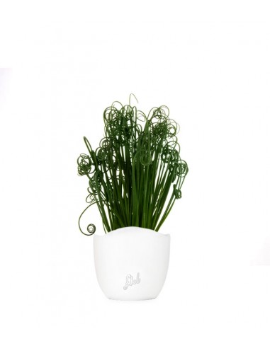 Albuca Spiralis