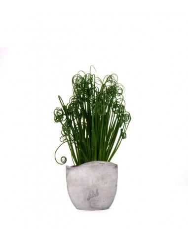 Albuca Spiralis