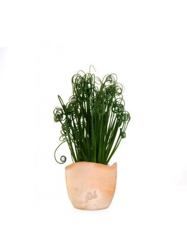 Albuca Spiralis