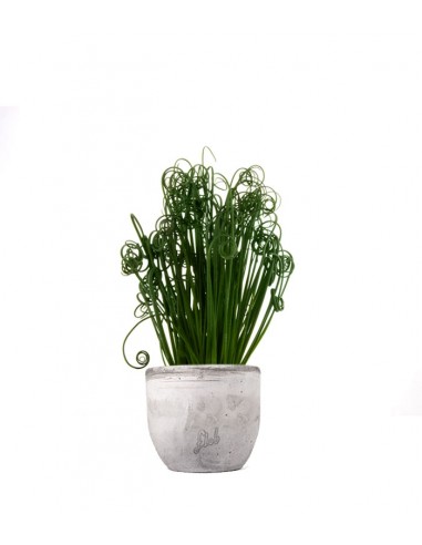 Albuca Spiralis