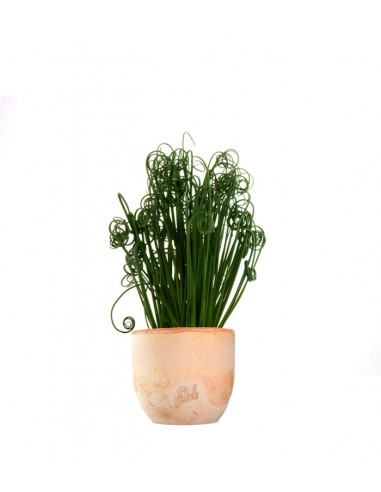 Albuca Spiralis