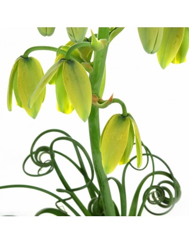 Albuca Spiralis