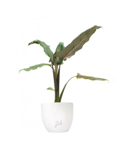 Alocasia Lauterbachiana