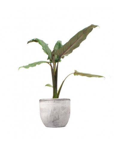Alocasia Lauterbachiana