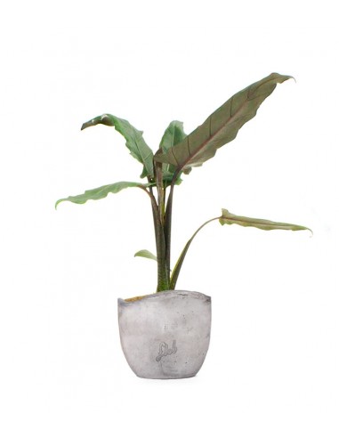 Alocasia Lauterbachiana