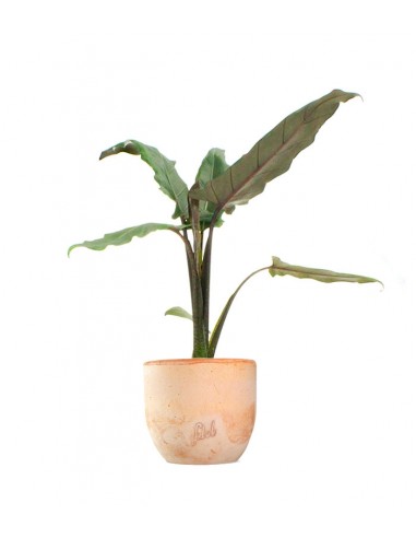 Alocasia Lauterbachiana