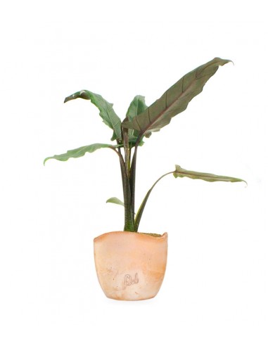 Alocasia Lauterbachiana