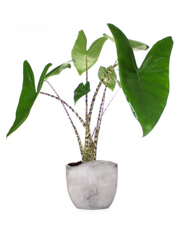 Alocasia Zebrina