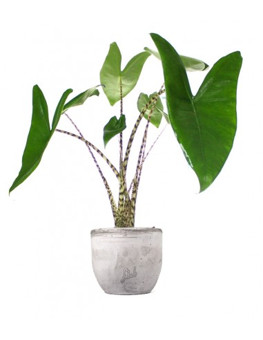 Alocasia Zebrina