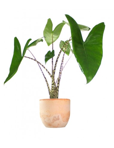 Alocasia Zebrina