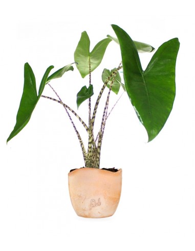 Alocasia Zebrina