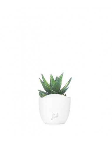Aloe mitriformis Variegata