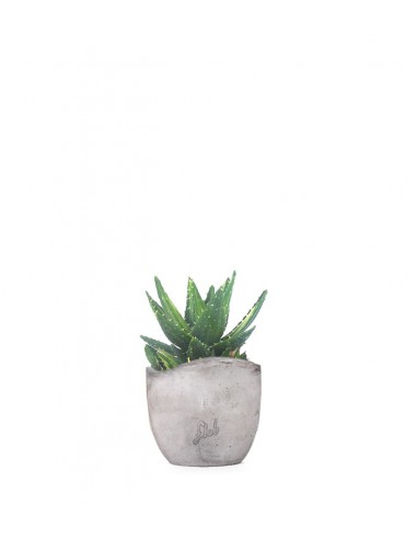 Aloe mitriformis Variegata