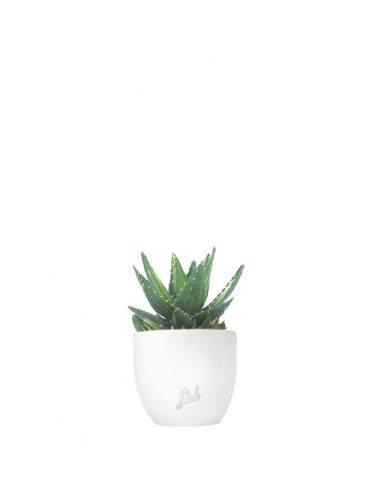 Aloe mitriformis Variegata