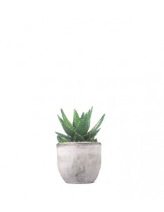 Aloe mitriformis Variegata 2