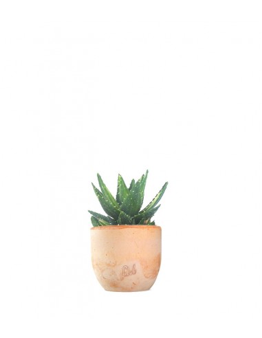 Aloe mitriformis Variegata