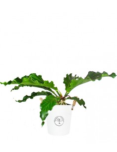 Anthurium Upalaense